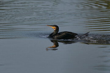 Cormorant (Phalacrocorax carbo) landing on a lake at Ham Wall in Somerset, United Kingdom. 