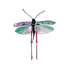 Isolated illustration of a flying locust on a white background. Insects blank for the designer, exotic pets, tropics