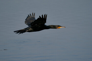 Cormorant (Phalacrocorax carbo) flying low over a lake at Ham Wall in Somerset, United Kingdom. 
