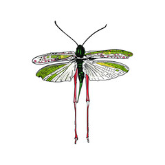 Isolated illustration of a flying locust on a white background. Insects blank for the designer, exotic pets, tropics