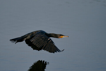 Cormorant (Phalacrocorax carbo) flying low over a lake at Ham Wall in Somerset, United Kingdom. 