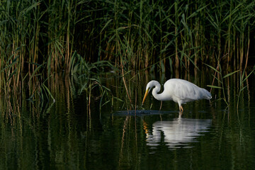 Great White Egret (Ardea alba) hunting amongst the reed along the edge of a lake at Ham Wall in Somerset, United Kingdom. 