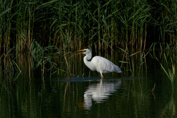 Great White Egret (Ardea alba) hunting amongst the reed along the edge of a lake at Ham Wall in Somerset, United Kingdom. 