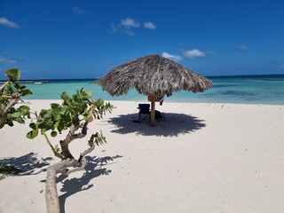 Palm Beach Aruba Caribbean, white long sandy beach with palm trees at Aruba Antilles