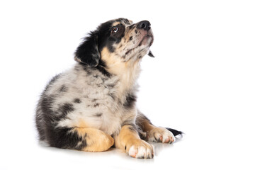 Old german herding puppy looking up isolated on white