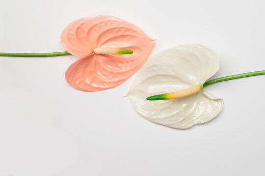 Two beautiful flowers of anthurium.