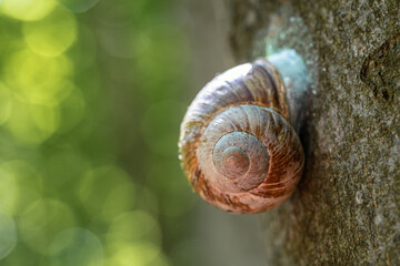 Snail on a tree trunk in a summer forest