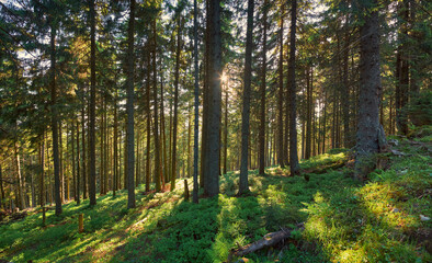 Sunny evening in the coniferous forest. Summer forest landscape. The play of shadows and light among the pines