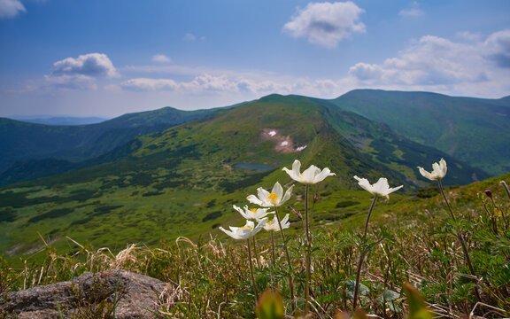 Berganemone Bilder Durchsuchen 3,523 Archivfotos, und