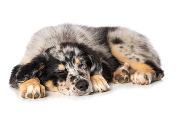Old german herding puppy sleeping isolated on white
