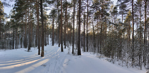 winter pine forest in snow at low sun