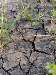 plant in the ground