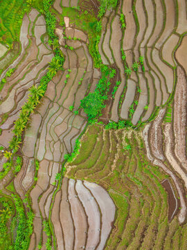 Overhead shot Drone photo of the Indonesian terraced rice fields in top down view © MdzFahmi