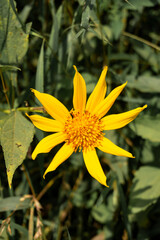 Yellow flowers that bloom perfectly between the leaves of the green bushes