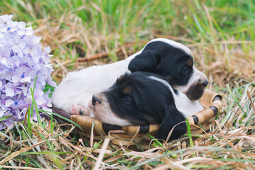Two cute English setter puppies in a basket on a lawn. Copy space.