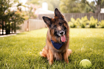 Portrait of a German shepherd dog in a garden. Purebred dog sitting on the grass.