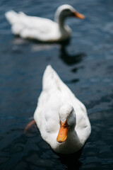 white ducks on blue water 