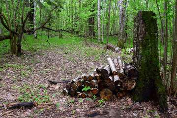 Sawn trees at the stump in a clearing in the spring forest