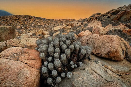 Native cactus growing in Atacama desert, Chile. Copiapoa.