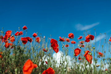 Fototapeta premium poppy field with bush and blue sky