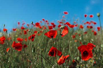 Naklejka premium Field of Corn Poppy Flowers Papaver rhoeas in Spring