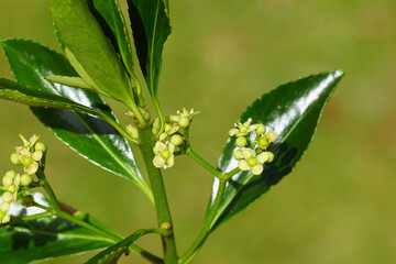Obraz premium Close up small, white flowers of Evergreen spindle, Japanese spindle (Euonymus japonicus). Family Celastraceae. Dutch garden, Summer, August, Netherlands.