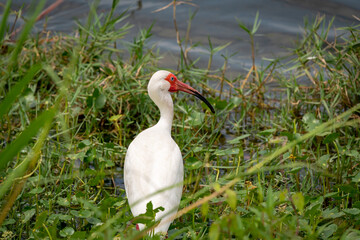 Obraz premium White Ibis foraging in lake shallows at Viera Wetlands in Viera Florida.