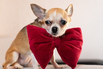 Small beautiful dog with a big red bow.