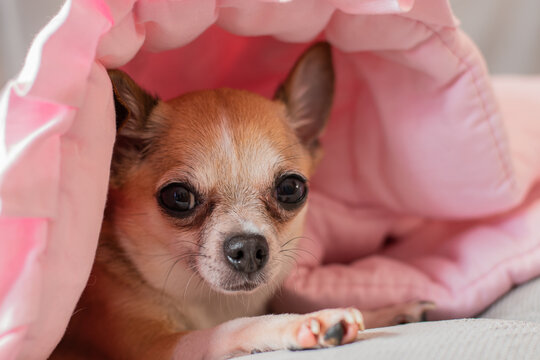 A little cute dog is lying in a pink blanket. Beautiful chihuahua muzzle.