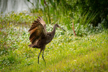 Brown Limpkin snail hunting in grass at Viera Wetlands in Viera Florida.