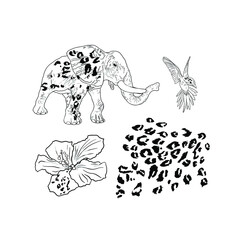 Isolated vector illustration of elephant, tiger print, hummingbird, tropical flower. Drawing blank for designers, logo, icon, jungle, tropics