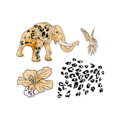 Isolated vector illustration of elephant, tiger print, hummingbird, tropical flower. Drawing blank for designers, logo, icon, jungle, tropics