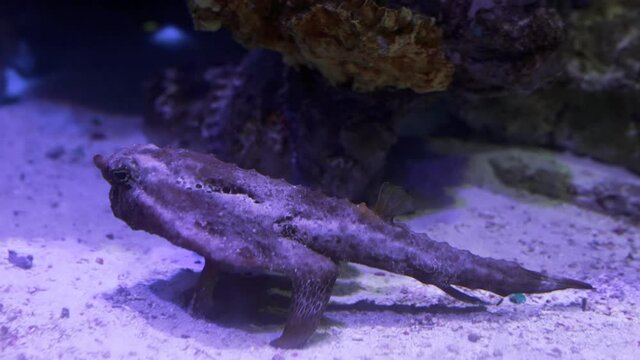 Close up view of the black frog fish walking on land. Underwater video.