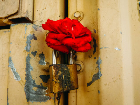 Red rose resting on top of a yellow padlock against yellow metal door frame