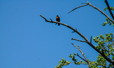 Black and Orange Bird on Tree Branch