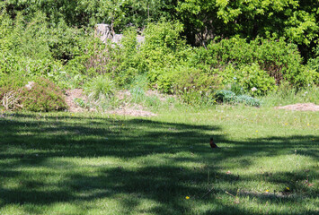 Robin Standing on Green Grass Under Tree