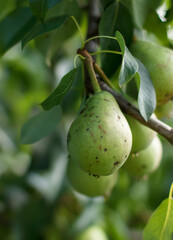 Pear on tree. Pears on a branch. Red pears. Pear-tree/ Pear branch full of fruit/ Pear fruit on the tree in the fruit garden