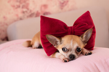 Small beautiful dog with a big red bow.