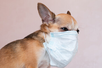 Small dog wearing a protective mask from COVID-19