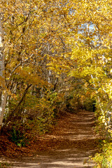 Hiking trails through the autumn woods.