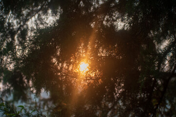 sun rays through trees