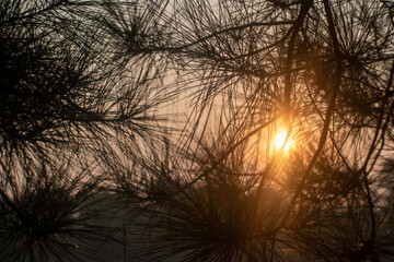 sunrise and pine needles