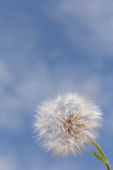 close up of dandeliom against sky