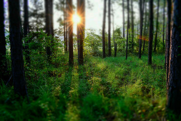 forest in the morning