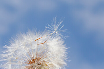 close up of seeds on seedhead of dandelion