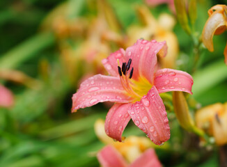 beautiful daylily flower from the Hemerocallis Collection in full summer bloom 