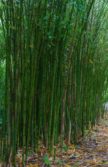 Obraz premium giant bamboo Bambusoideae growing very tall in the UK