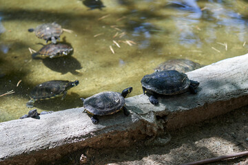 Turtles in the sun in a pond