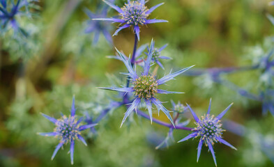 close up of beautiful Eryngium bourgatii sea holly in summer flower