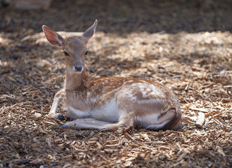 A young fallow deer rests lying on the ground.